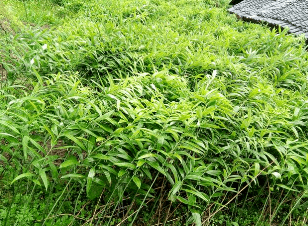 俗稱老虎姜曾被挖來餵豬今日才知是仙人餘糧望珍惜