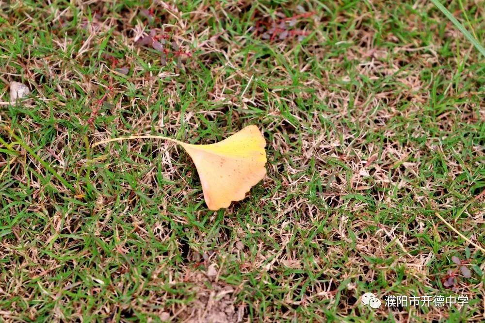 秋色正|濮阳市开德中学：碧云天 黄叶地 | 开德秋色正宜人