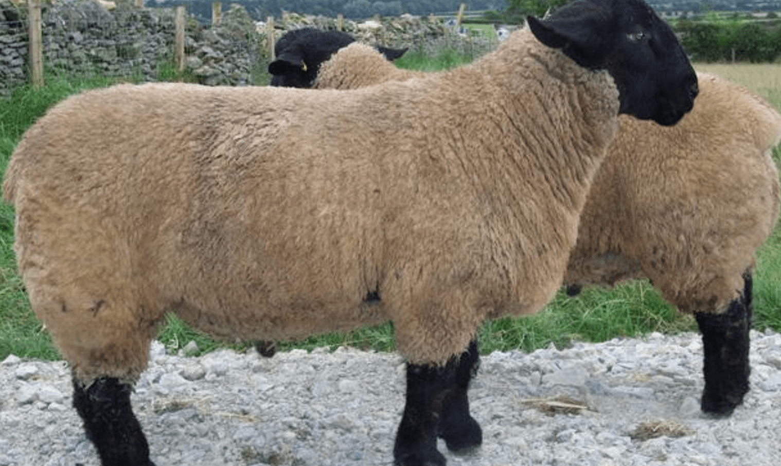 人生不如意之事十之八九属羊人不会因为当下的困境就一蹶不振