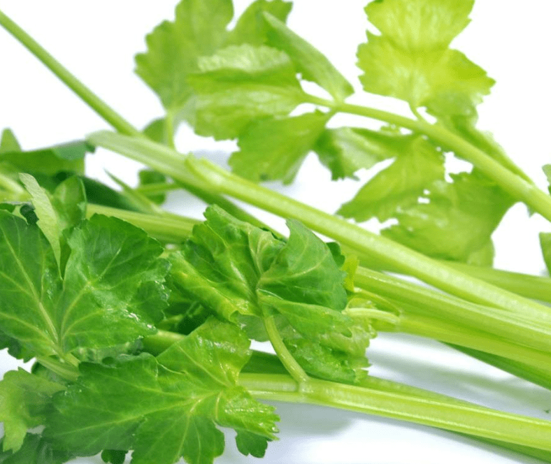 水芹菜和芹菜一样吗