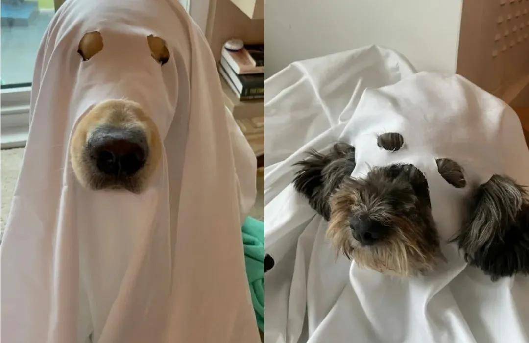 欢乐谷别当鬼了，抓他去出道吧…