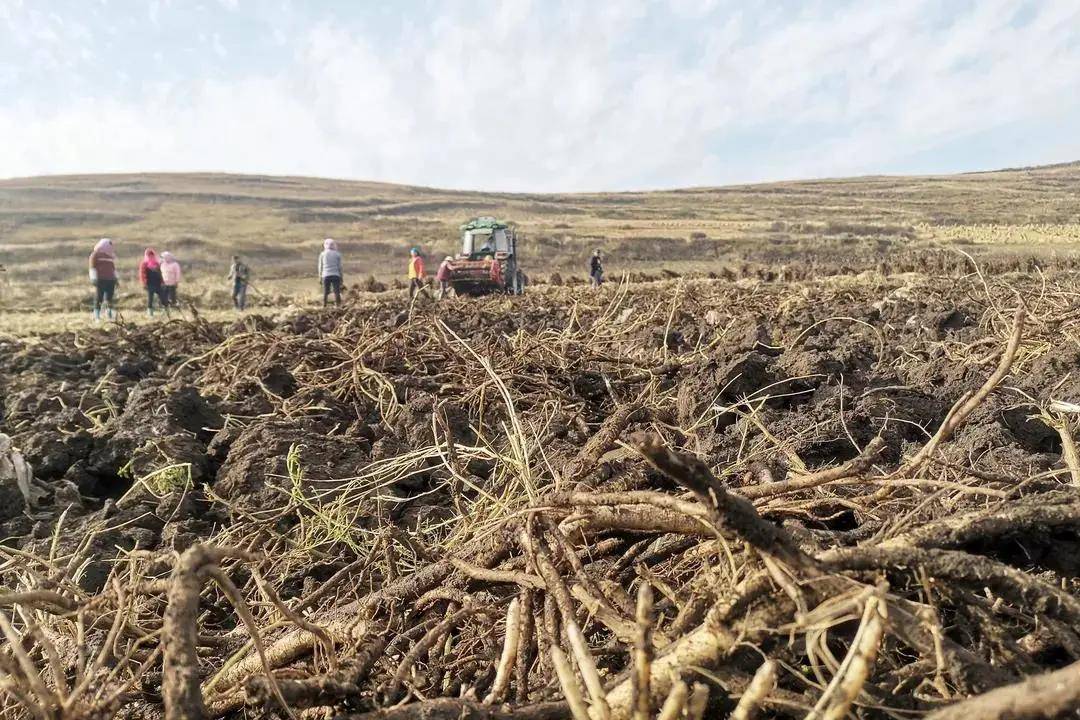 草晶华道地药材生态种植基地时报(10月)_知识