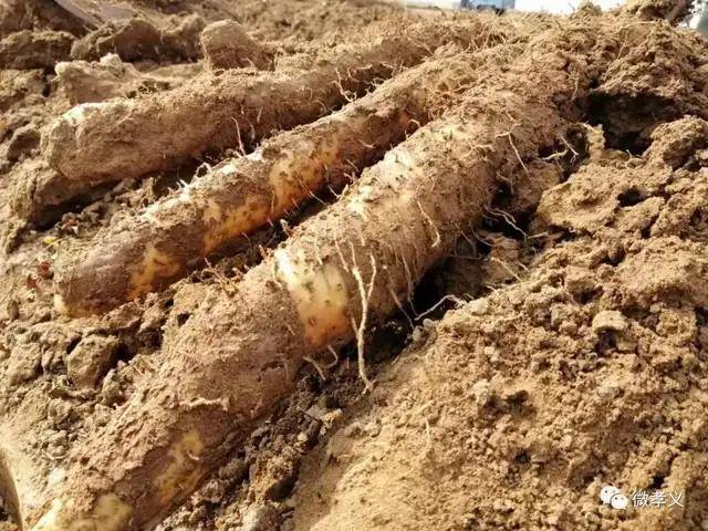 孝义|深秋，请君入孝义，邂逅秋天的浪漫