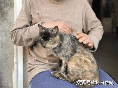 广州阿伯成“猫王爷爷”，养猫养到七代同堂，太牛了！