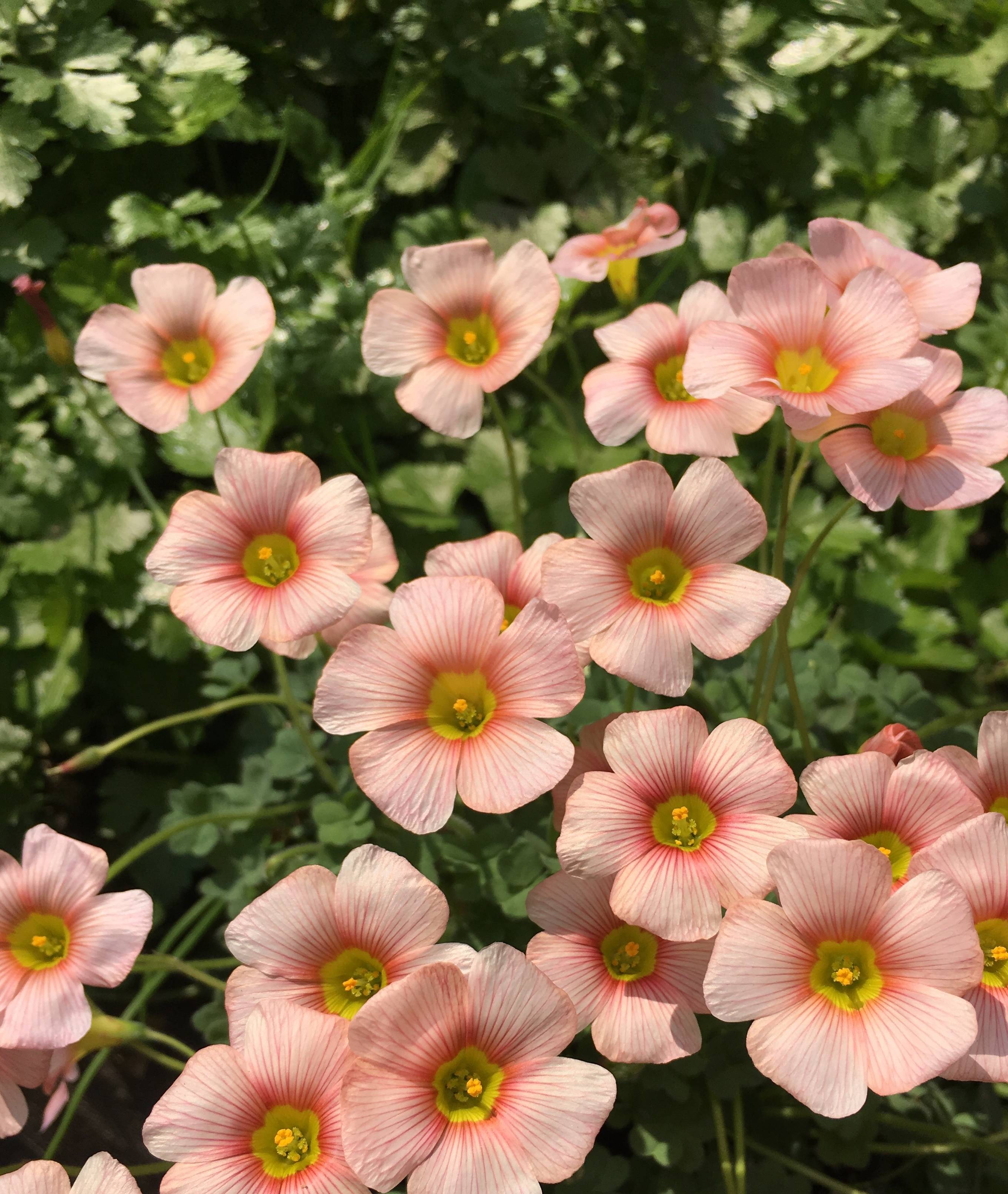 最好养的盆栽植物 丢土里就能活 花期超半年 耐寒 北方也能种 品种