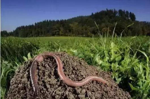 当牛粪遇上蚯蚓,亩均收益上万,成就致富"软黄金"!_养殖