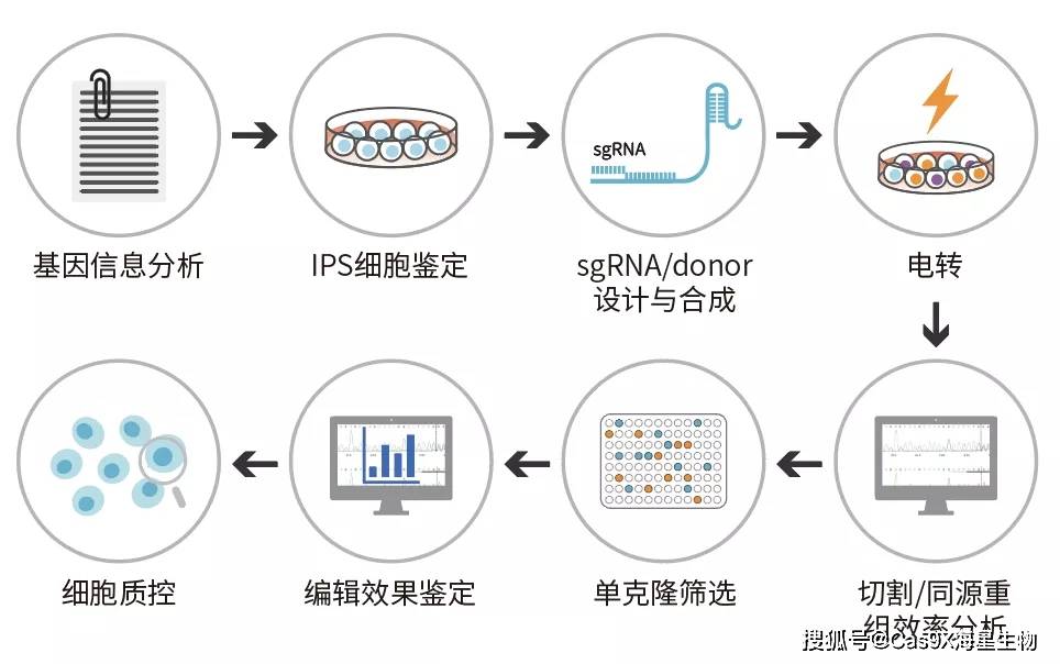 Ips细胞基因编辑流程 诱导