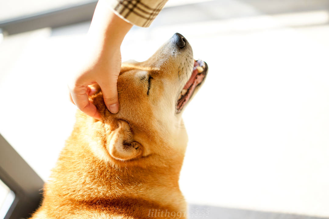 柴犬阿|浮生偷得半日闲，唯爱莫干山无二度假民宿