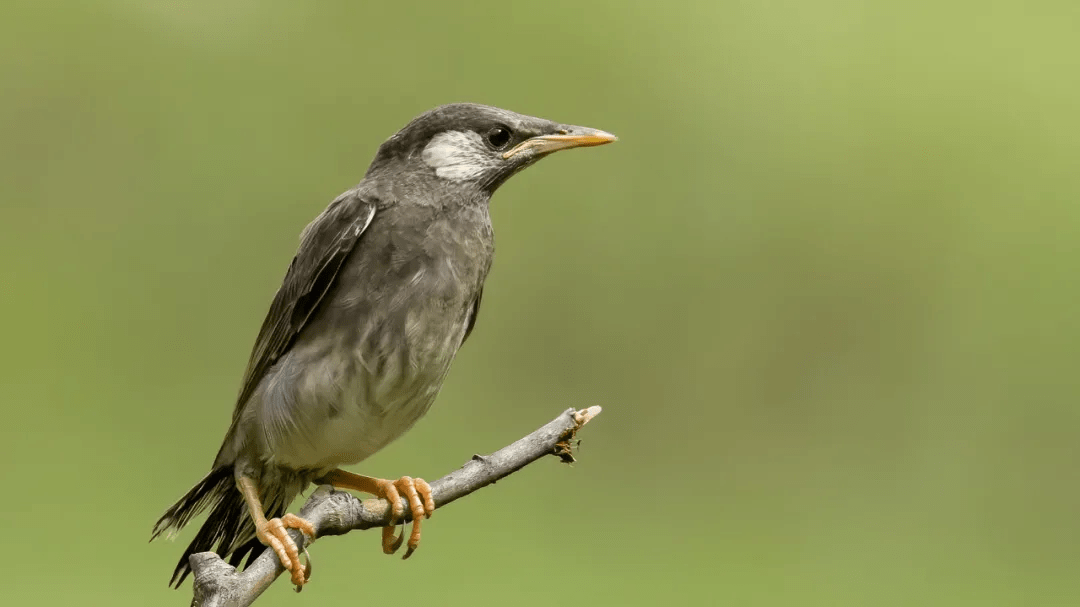 山西鸟类图鉴 | 灰椋鸟