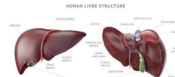 能力|肝脏状态不好的人，会有4个不同寻常的样子，别不在意