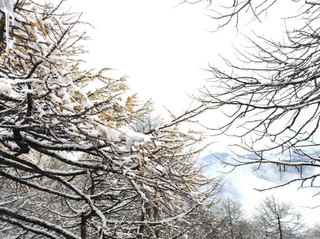 风景|高山仰止，太白山林海雪原惊艳世人