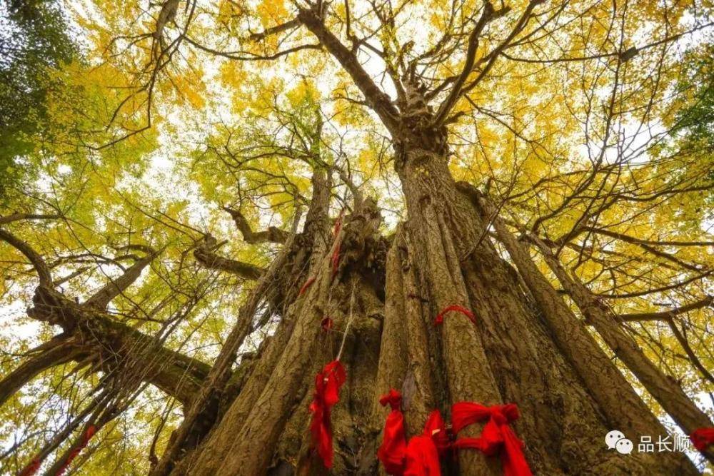 地毯|贵州长顺县4700多年银杏王又黄了！