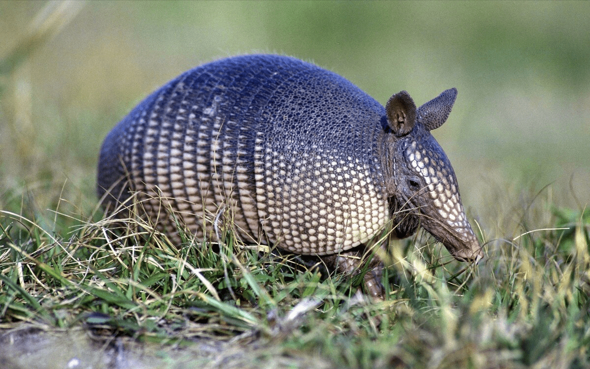 原创犰狳完美诠释了可远观不可亵玩数万巴西人因食用犰狳感染麻风