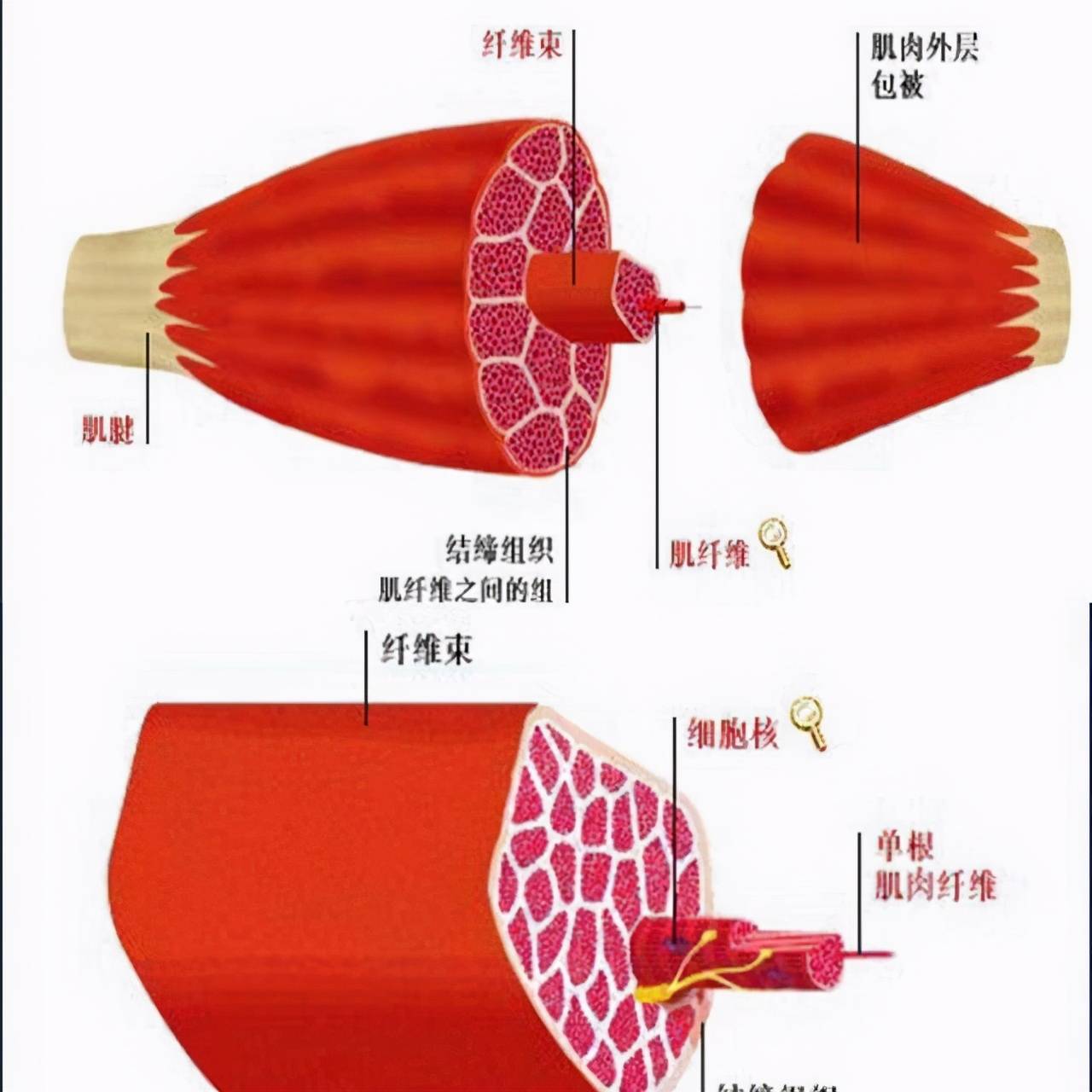 女神人人羡慕的冻龄女神36岁参加选美比赛，收获小12岁男友