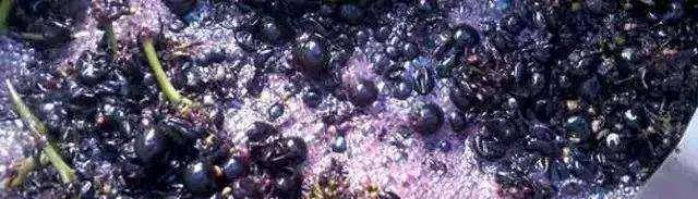 陈放|奇怪，我们的舌头构造好像不一样？