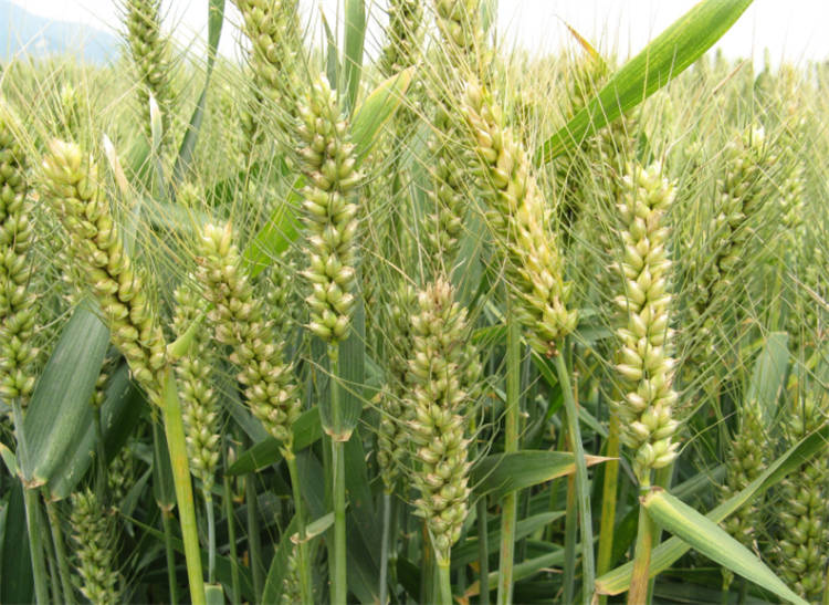 小麦植株形态图片