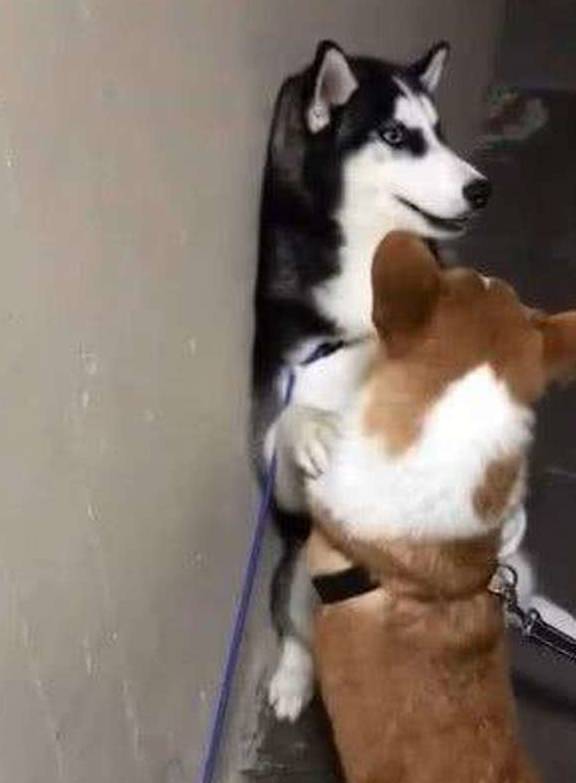 因为二哈在家怂成蛋，柯基天天暴打它狗头！主人看了以后哭笑不得！