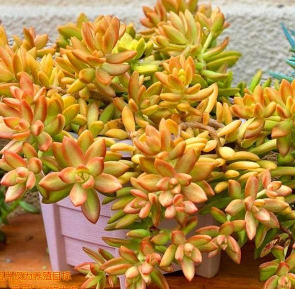 此款多肉好养又好看 爆崽快上色美 喜欢老桩多肉可别错过了 植株
