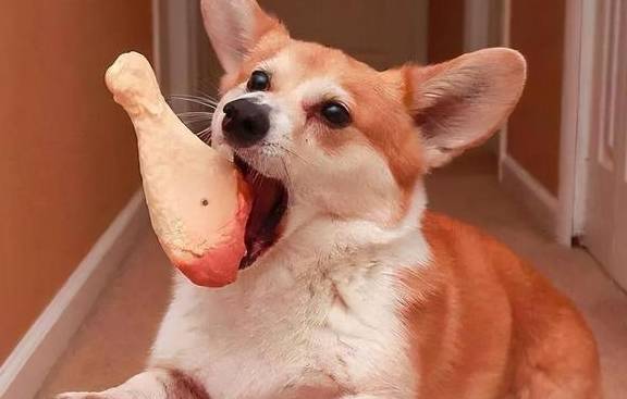 气味|狗狗不让你摸爪子，蕴含着这些深意！