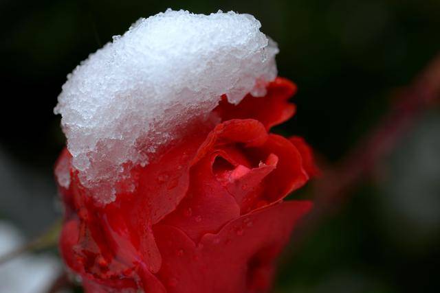 立冬史话这个节气与野鸡有关系