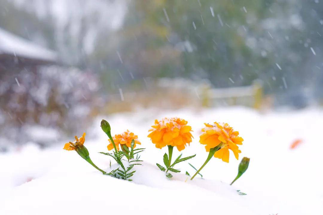 视频|你猜！雪中的武清有多美！