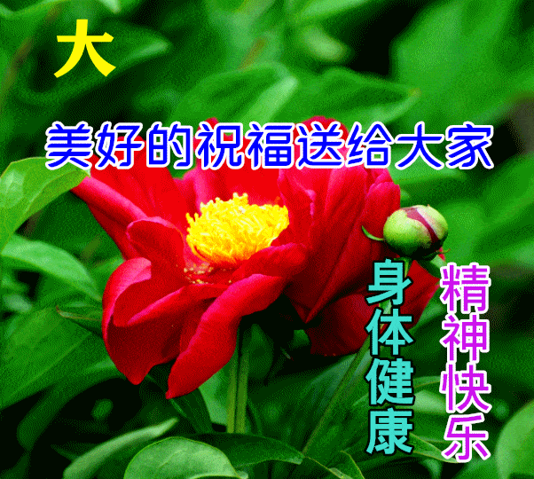 原创2021非常漂亮最新清晨早上好动态祝福图片鲜花带字冬日早安图片