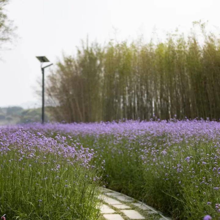 官方网站广州从化珠江壹城夏湾拿欢迎您