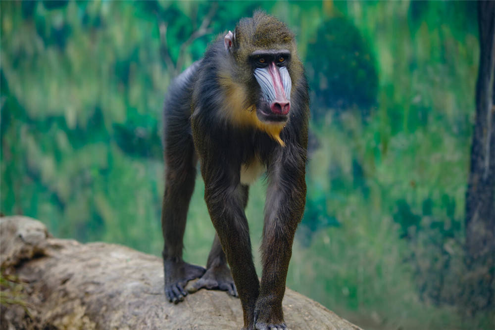 猴子龇牙咧嘴笑图片图片