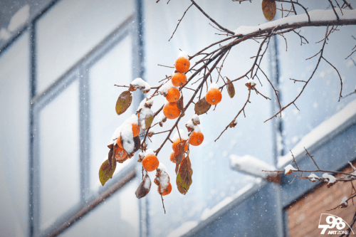 雪花|雪中的798美翻了