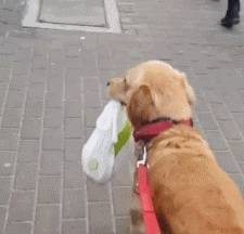 什么有一种“沙雕”的欢乐，叫做遛狗！