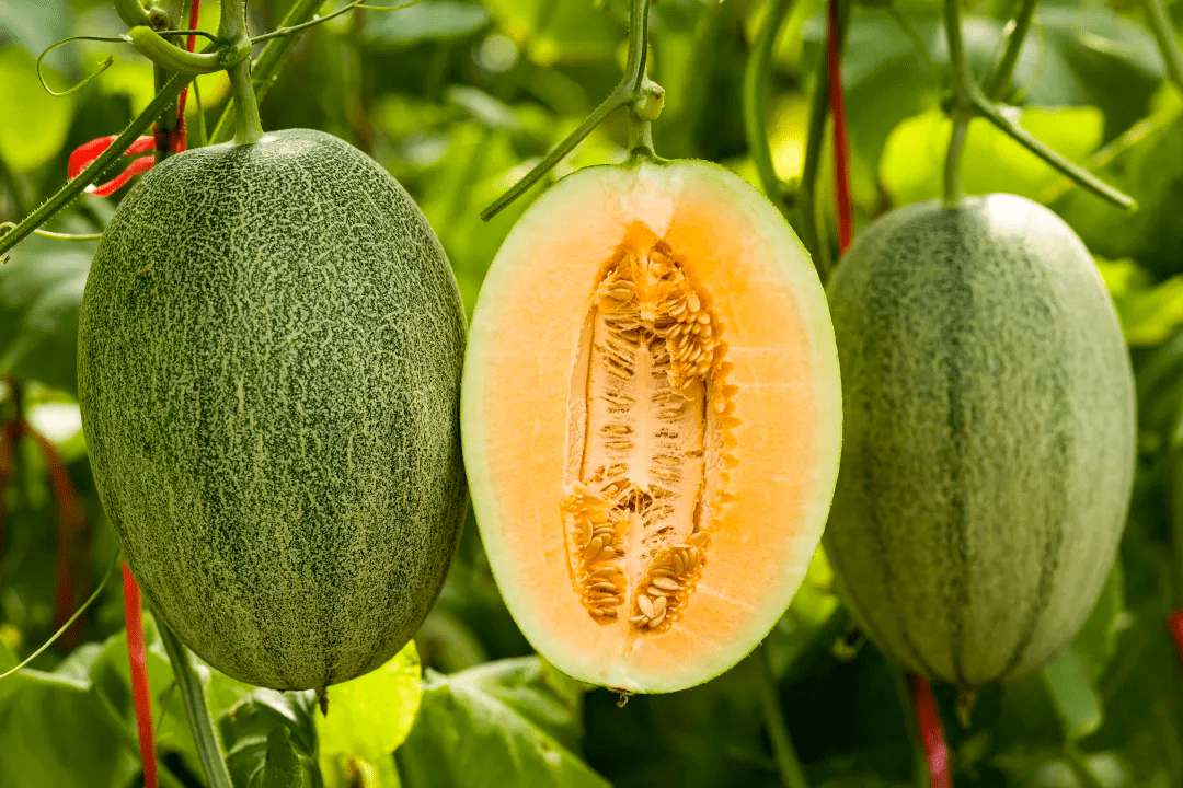 辰颐物语:海南西州蜜——哈密瓜中的"爱马仕",清甜如蜜