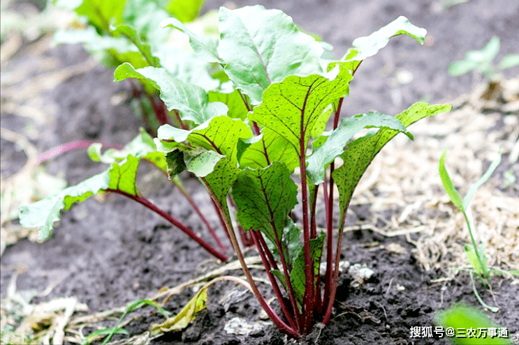 苔菜的种植方法和时间 选好对路品种 加强水肥管理 栽培 全网搜