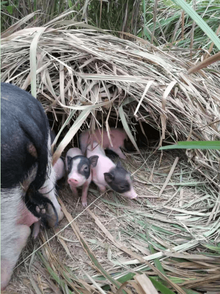 致富经猪_致富猪业_致富猪场