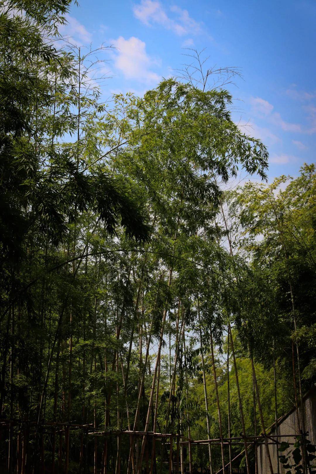 漢中紫氣,臥虎藏龍,竹林海._涵碧