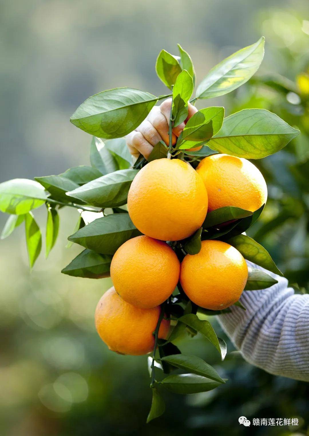 莲花橙美味即将启橙~(彭城莲花赣南脐橙)_navel