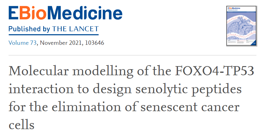 技术|用衰老杀死癌细胞？美科学家人为设计分子，使寿命延长50%