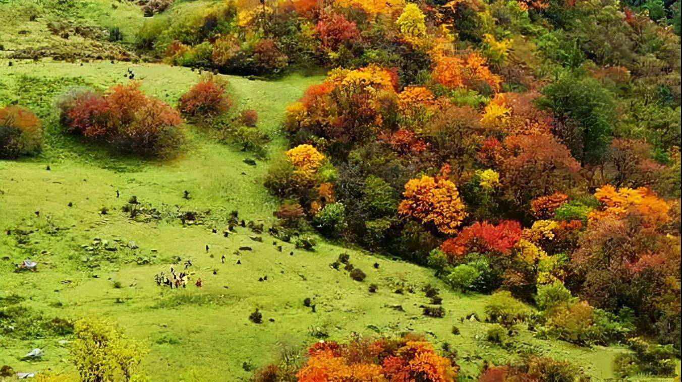 卓西牧场金秋时节彩林童话