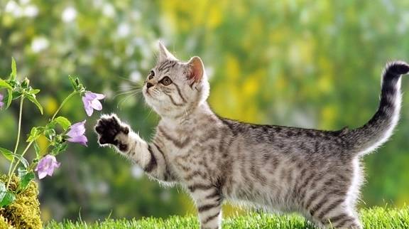 技能|猫咪太过信任自己,有哪些“坏处”