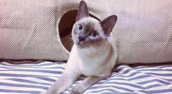 内脏|你会喂猫吗？下面五种喂猫方式是错误的，你用过吗？