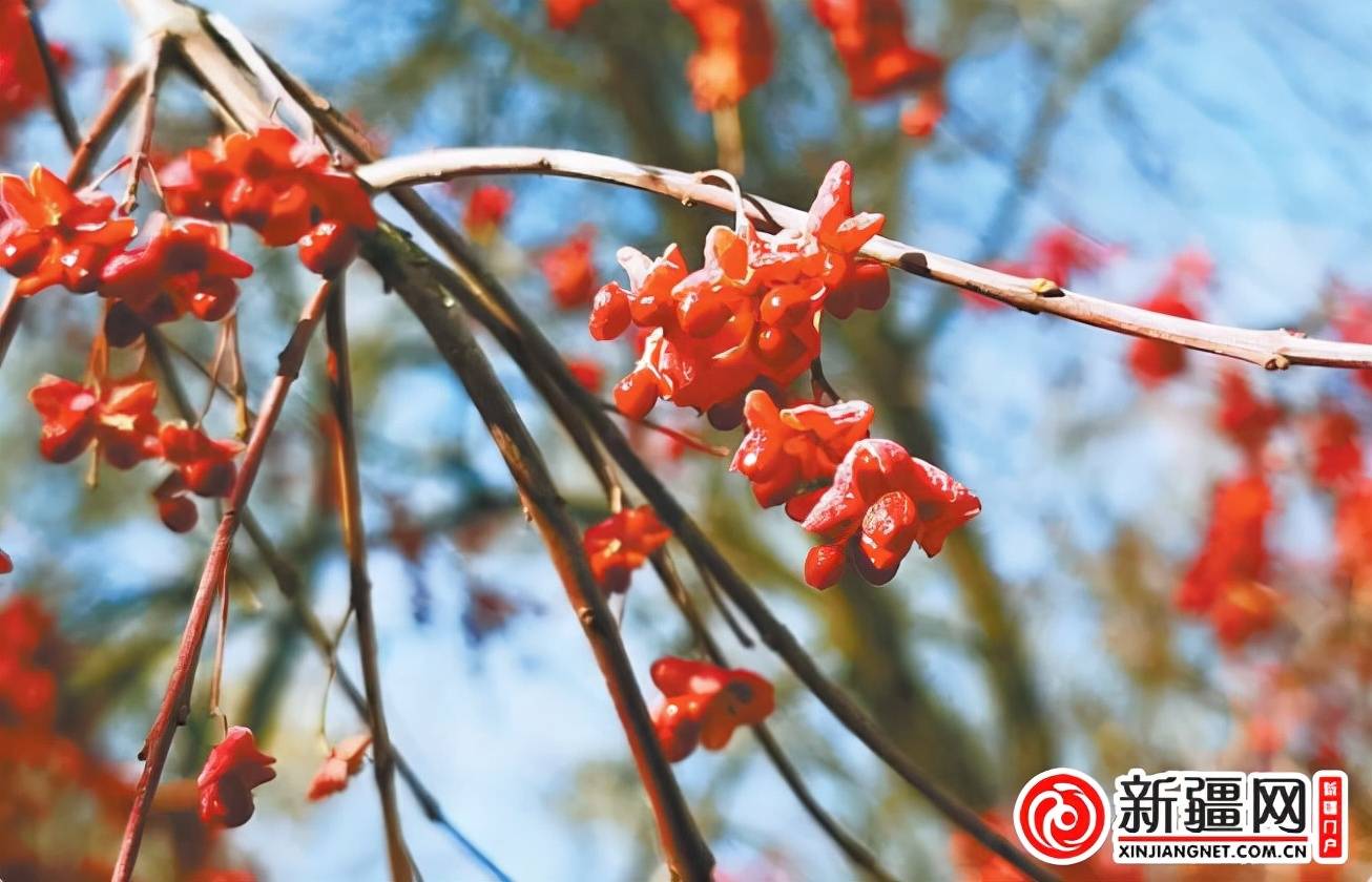 刘春艳|有一种树“越冬越美”