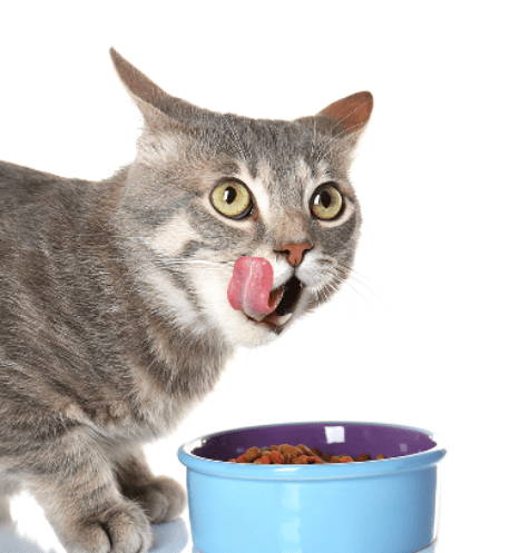 生骨肉猫饭怎么吃