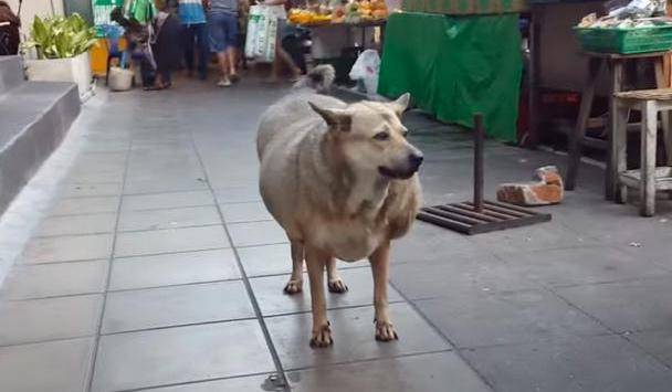 流浪狗因太多好心人喂食,竟成全市最胖的狗 流浪狗因太多好心人喂食,竟成全市最胖的狗