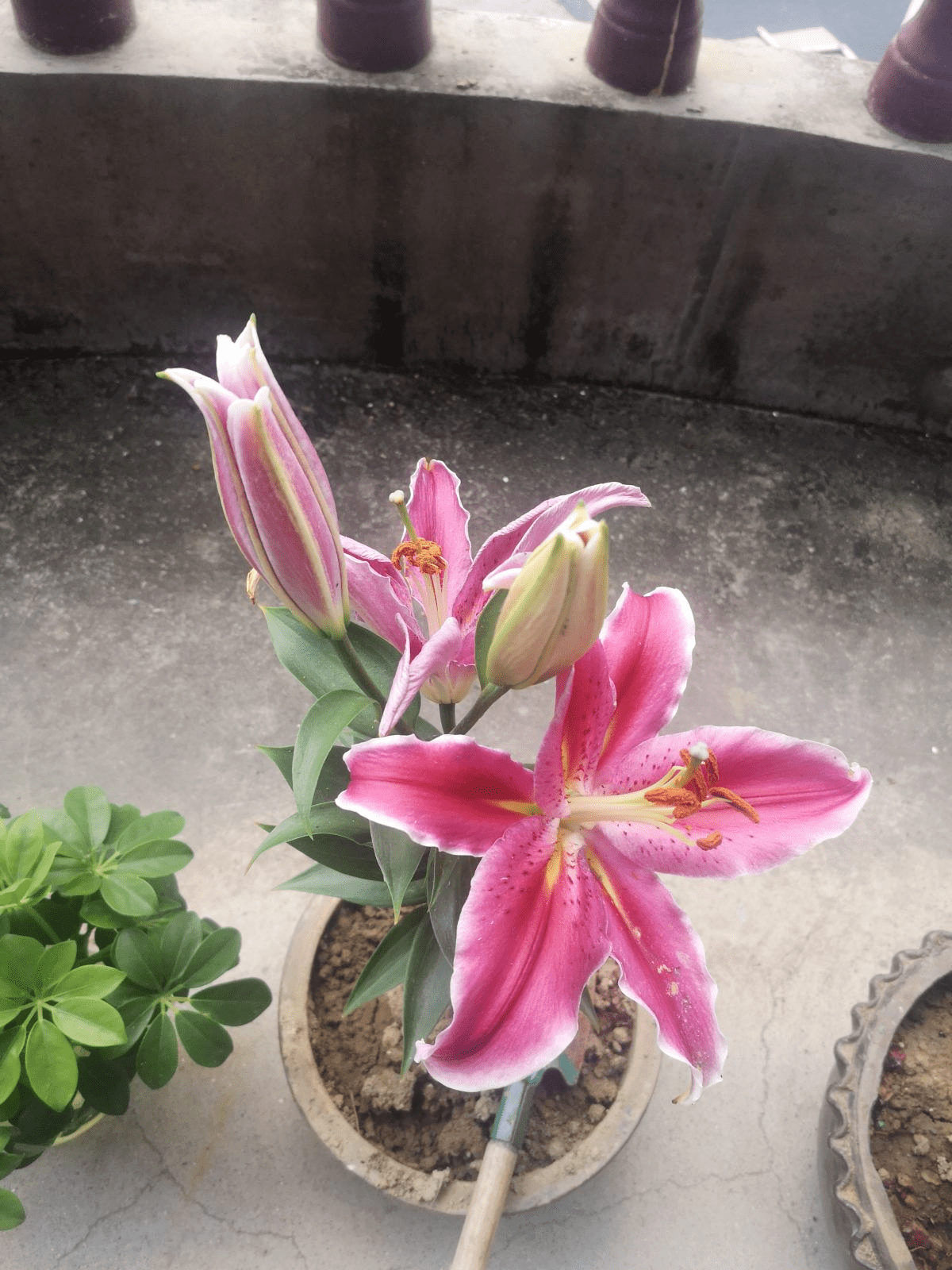 一个 洋葱球 种土里 开花被称作 云裳仙子 满屋子都是香味 百合花