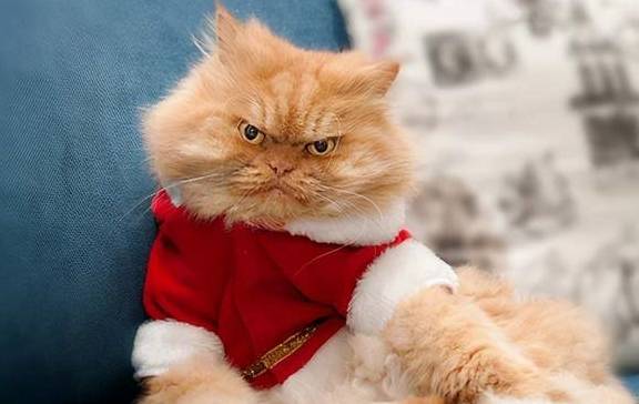 猫咪有着“猫中贵族”之称的波斯猫，为什么越来越少人养？