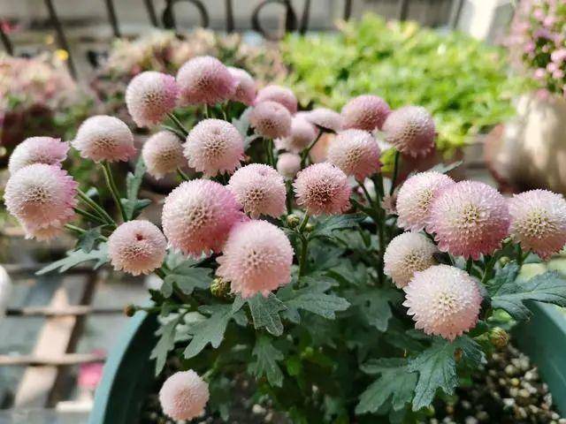 近几年新晋网红花 耐阴耐寒耐热 四季都能开花 花朵