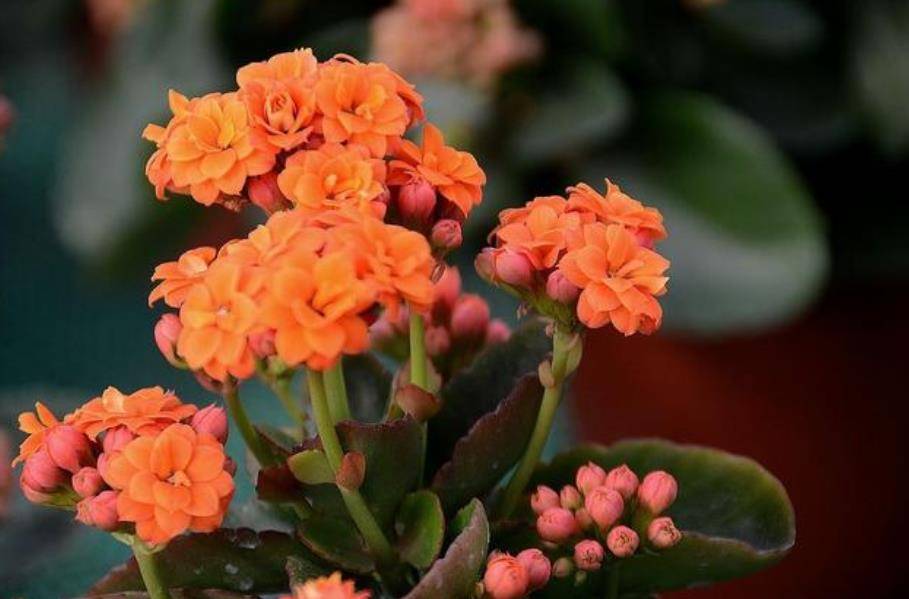 阳台必备5款花 花姿艳丽惹人爱 个个开出大花球 美极了 开花