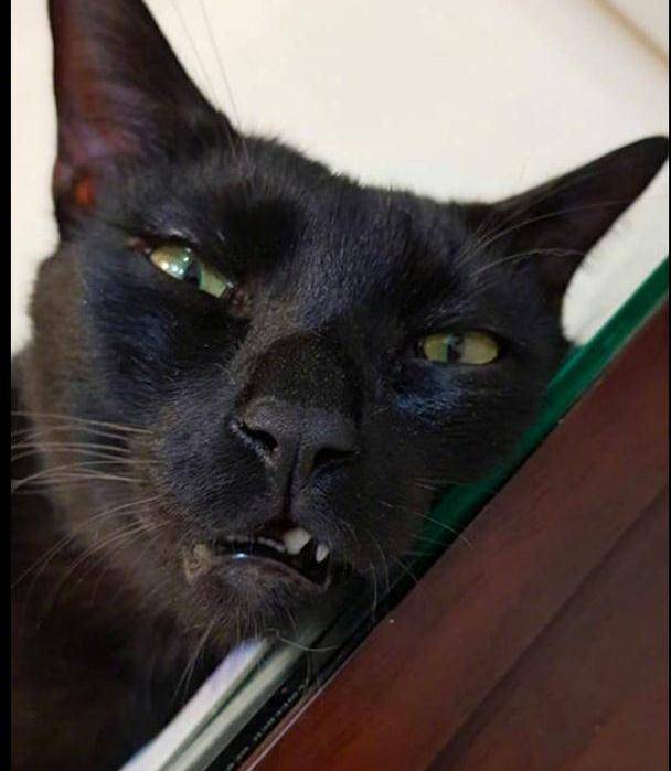 网友想给刚睡醒的猫拍照,它马上变成乖乖猫的表情,反差太大了吧_猫咪