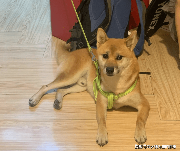 柴犬受伤柴犬流浪街头，走丢5天后，主人却被蒙在鼓里，家人没告诉他