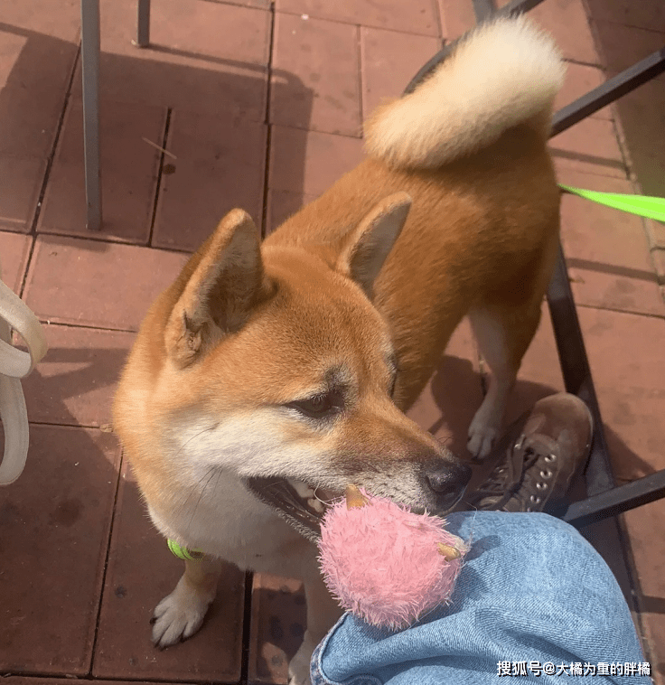柴犬受伤柴犬流浪街头，走丢5天后，主人却被蒙在鼓里，家人没告诉他
