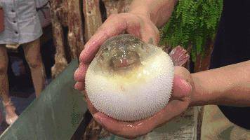 毒性|近期连续有人因此中毒！这鱼千万别吃，尚无解药